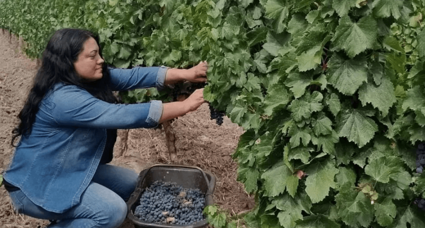 Las “Mujeres de la Viña” arrancan el camino de la exportación de vino, con EE.UU. como primer destino