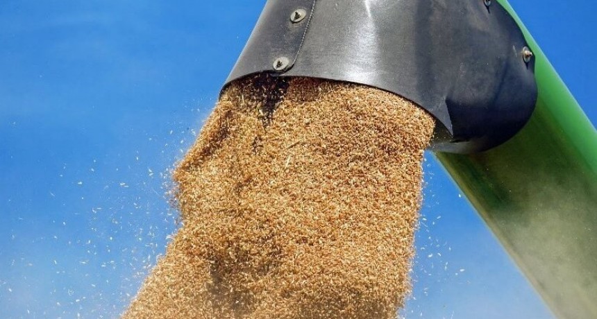 El trigo ya trae un aire fresco de dólares: fuerte aumento de las exportaciones en el inicio del año