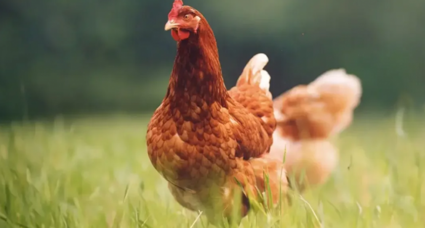 Importante paso para la avicultura en granjas de sistemas pastoriles