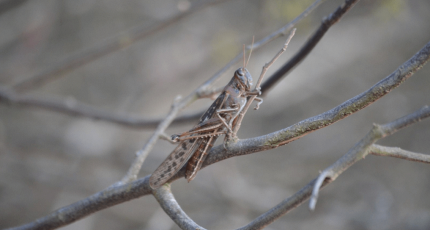 Ante la proliferación de langostas, el Senasa declaró la alerta fitosanitaria nacional