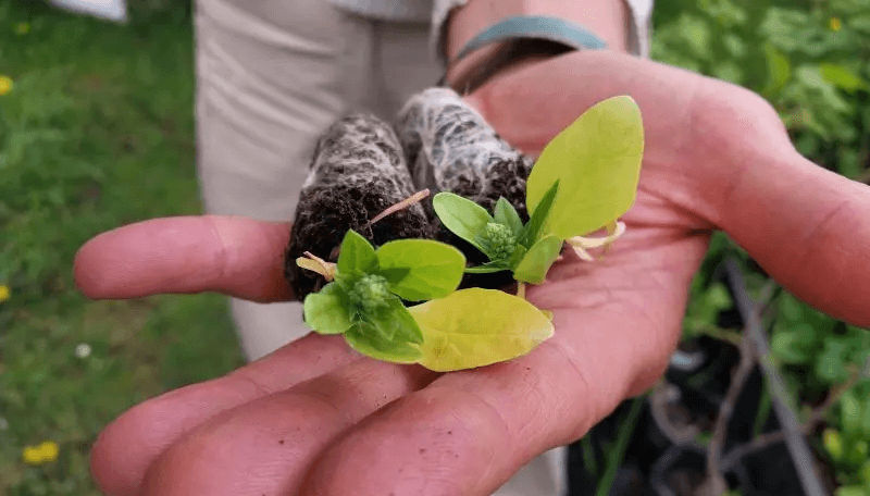 Hortalizas en Ushuaia: la agricultura busca fortalecerse en el “fin del mundo”