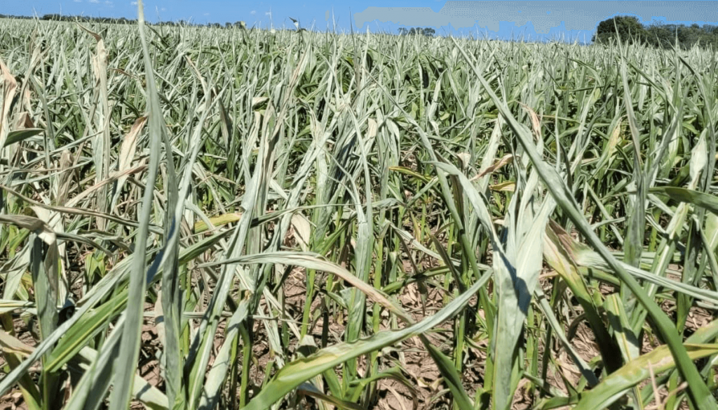 “Golpazo”: en el norte de Córdoba las lluvias no ayudaron y el maíz está “para echarle las vacas”