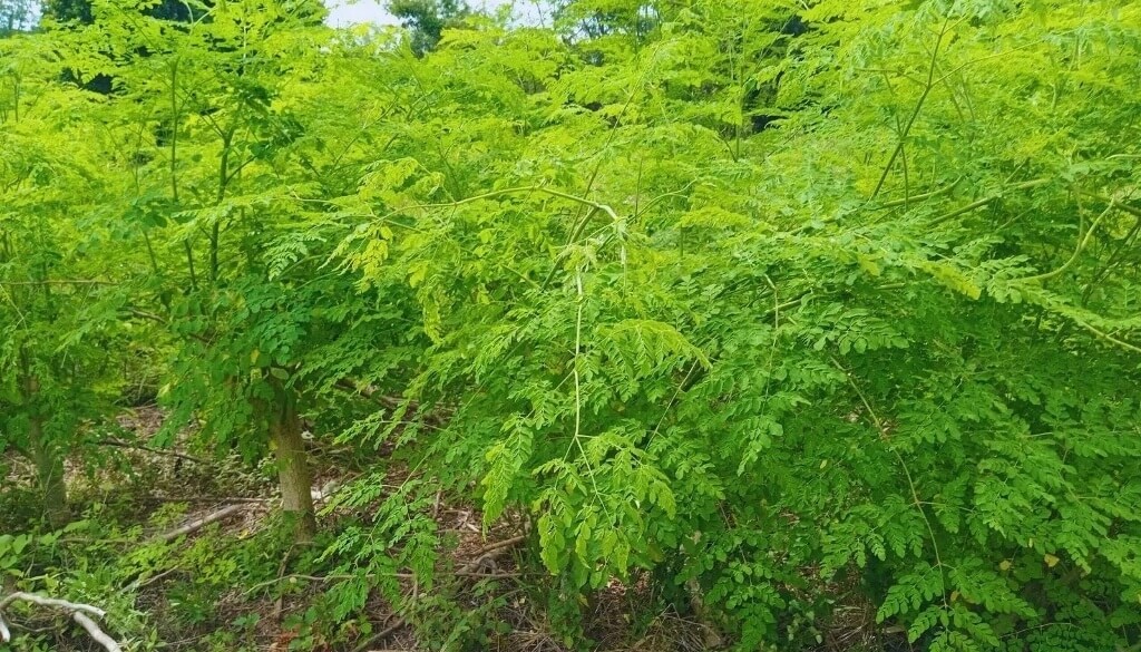 En el norte, la moringa se potencia como alternativa productiva y alimenticia saludable