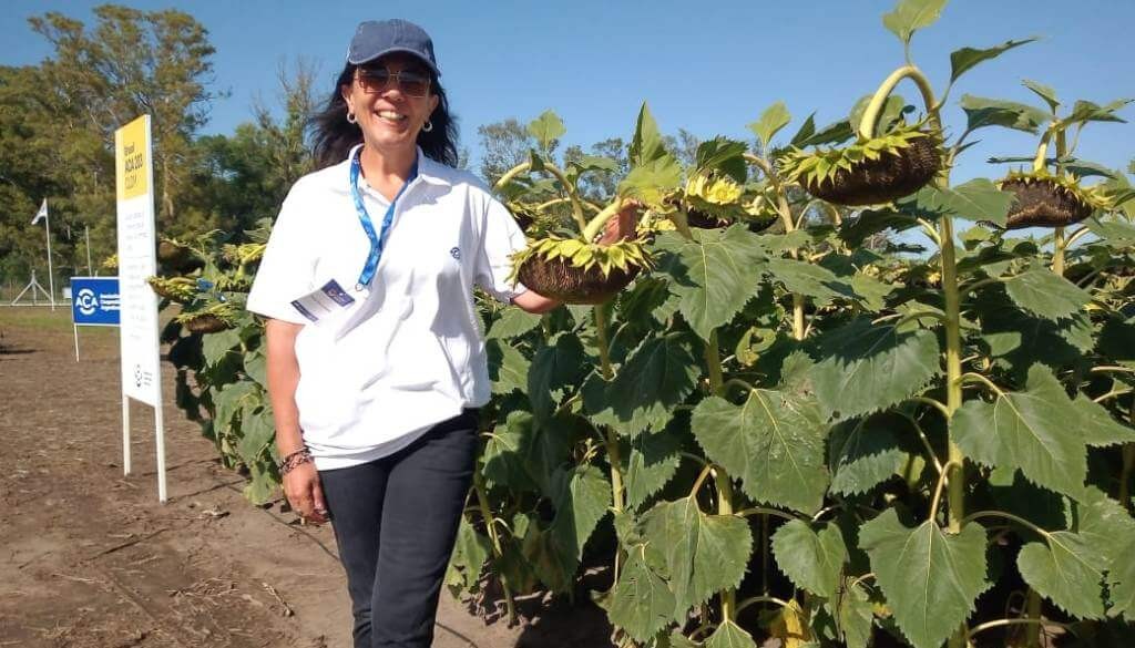 Con un presente de expansión, el girasol rebrota su pasado protagónico y alumbra un futuro prometedor