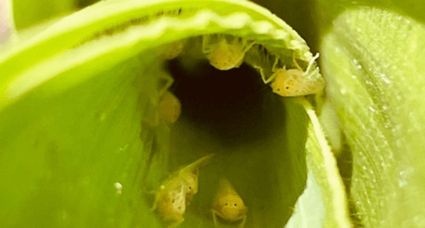 La chicharrita del maíz permanece lejos de zona de alerta, pero aparece cada vez en más localidades