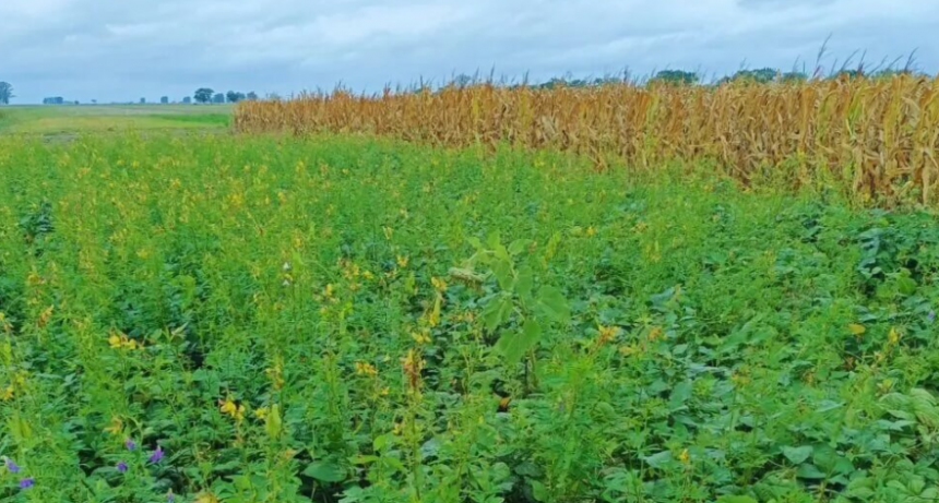 Con rotaciones intensivas, el algodón mejora su rendimiento en el norte de Santa Fe