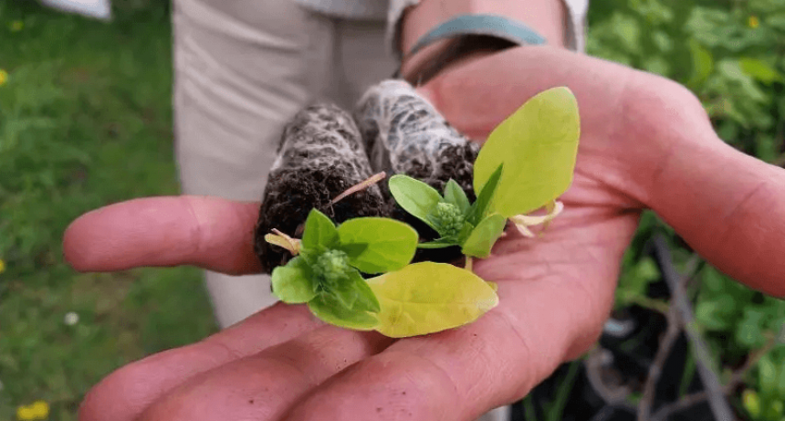Hortalizas en Ushuaia: la agricultura busca fortalecerse en el “fin del mundo”