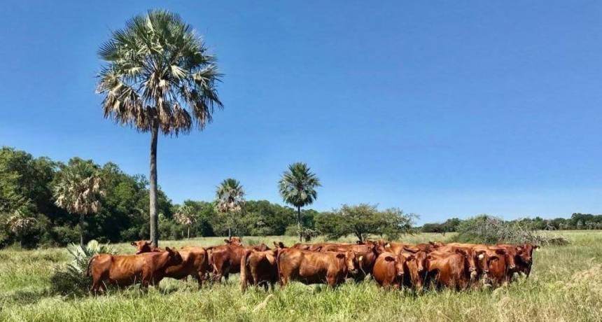 Desafiando la frontera, desde Clorinda suena un Clarín de oportunidades para el Brangus Colorado