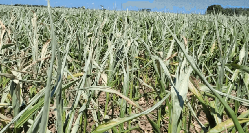 “Golpazo”: en el norte de Córdoba las lluvias no ayudaron y el maíz está “para echarle las vacas”