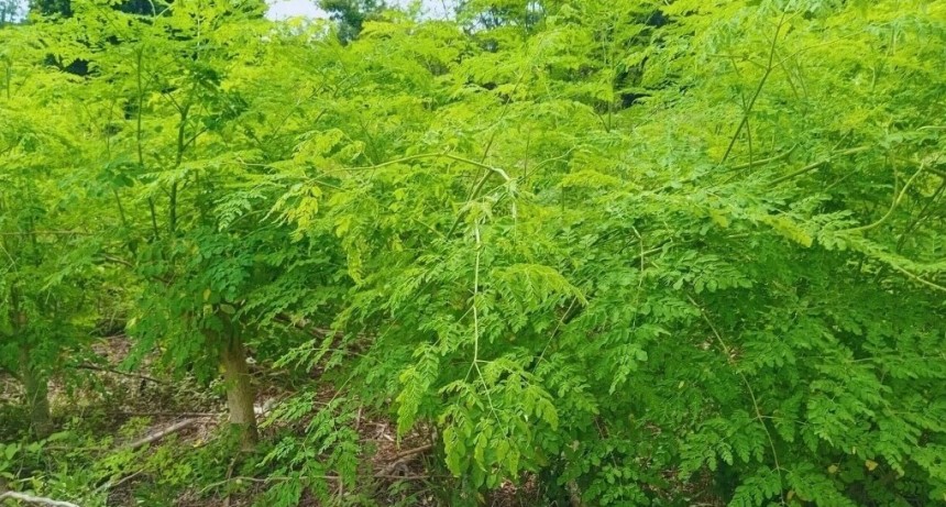 En el norte, la moringa se potencia como alternativa productiva y alimenticia saludable