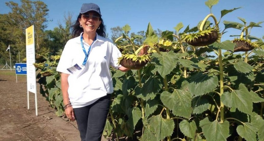 Con un presente de expansión, el girasol rebrota su pasado protagónico y alumbra un futuro prometedor