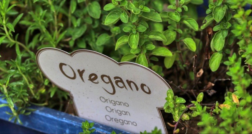 En el Valle de Uco celebran por el primer orégano del mundo con indicación geográfica