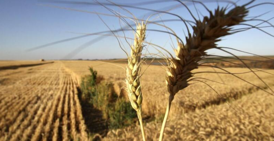 El trigo, protagonista clave: la supercosecha aportó divisas y alivió el arranque del año