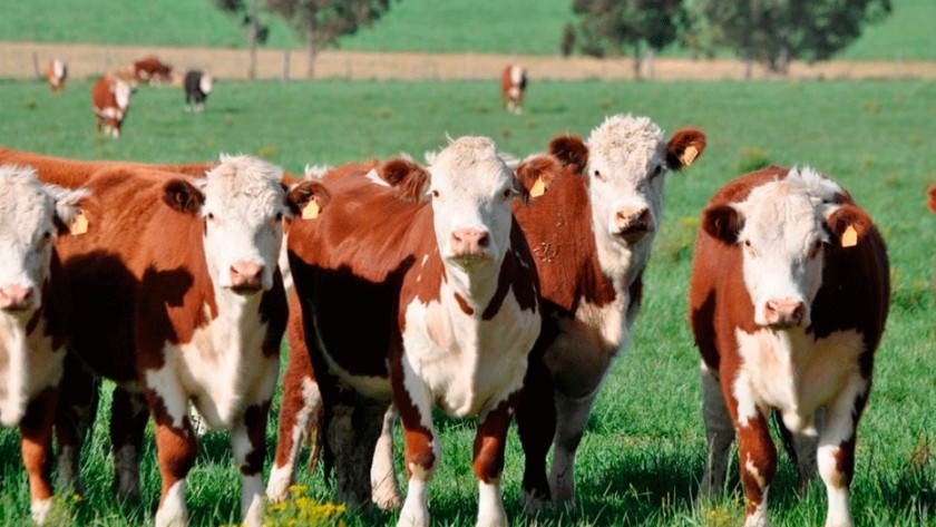 Ganadería 2026: el desafío es productivista y apunta a la eficiencia