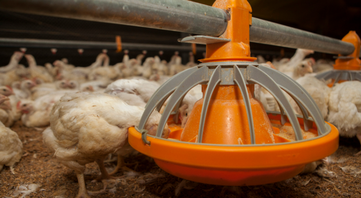 Europa vuelve a abrir sus puertas y reactiva un mercado clave para la avicultura