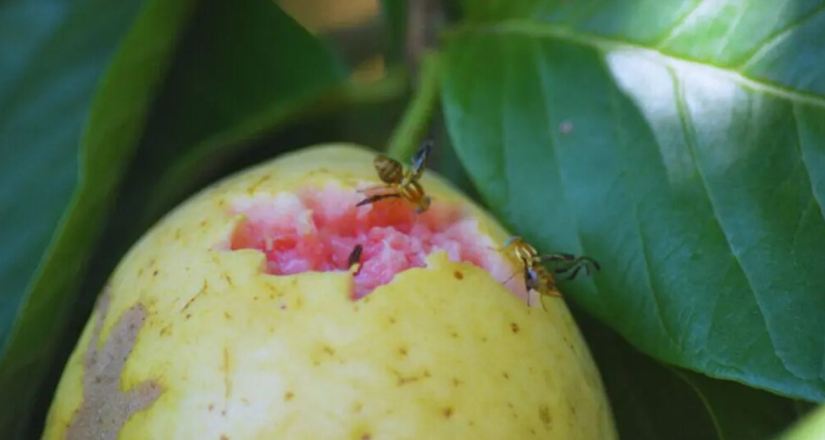 El Senasa moderniza el control de una plaga clave y redefine reglas para el sector frutícola