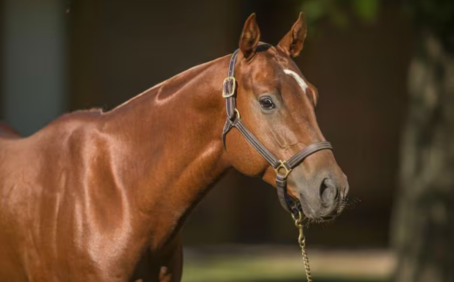 Entre caballos de elite y granos premium, un campo cordobés apuesta a la regeneración como negocio