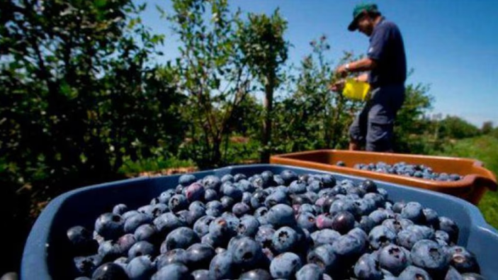 Capitales extranjeros desembarcan en el agro argentino: fuerte apuesta por cultivos premium del interior