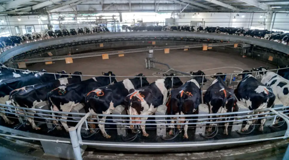 La lechería arranca 2026 en alza histórica: la producción se dispara y queda a un paso de un récord