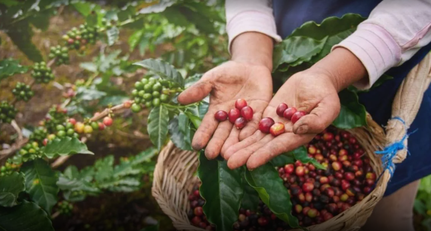 El café también se produce en la Argentina: la historia de la salteña que cultiva granos en plena selva de yungas