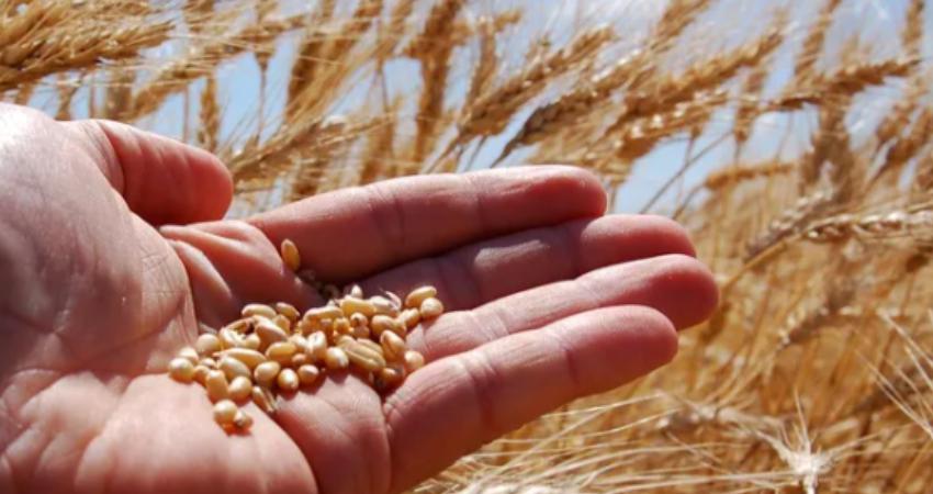 El trigo sorprende otra vez: tras el cierre de campaña, suman hectáreas y crece la cosecha nacional