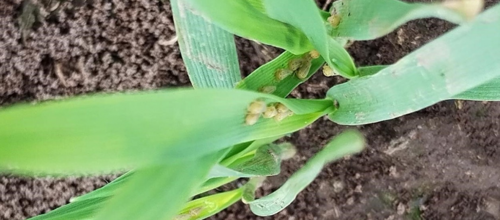 Alivio en el campo: la chicharrita del maíz avanza, pero el riesgo productivo sigue siendo bajo