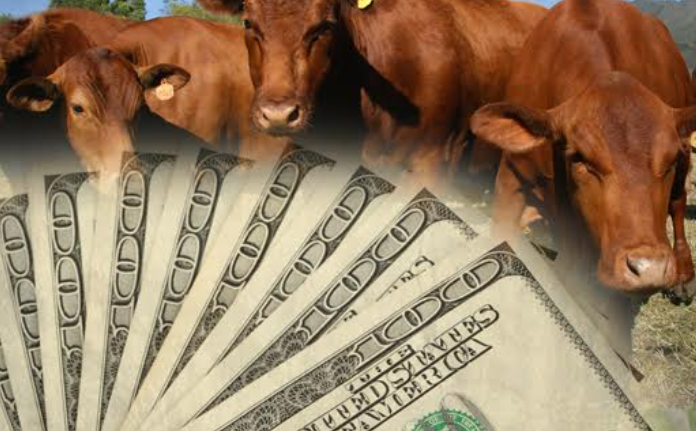 La ganadería se dolariza: crece fuerte el financiamiento y el 42% de los créditos ya está en dólares
