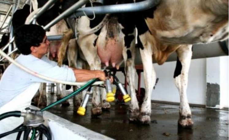 Alarma en el sector: la rentabilidad lechera cayó a su peor nivel en dos años
