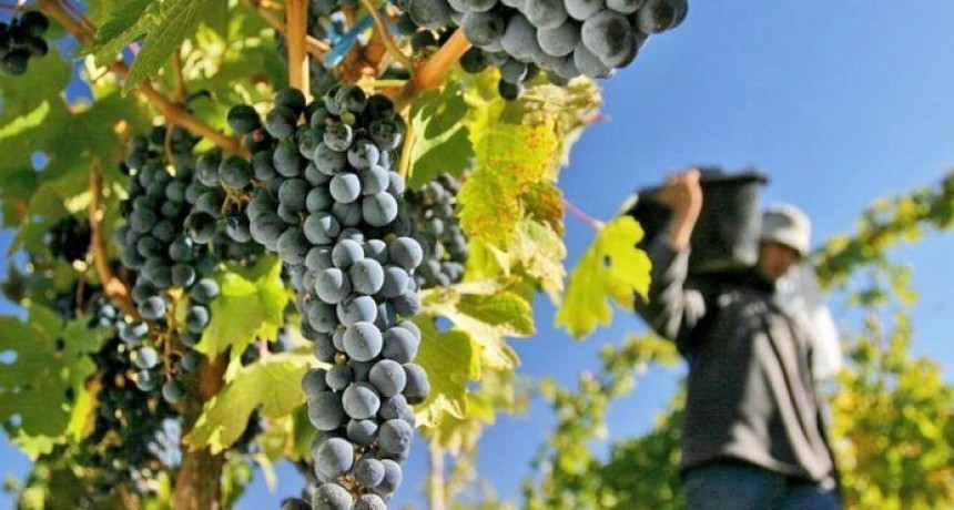 Vendimia 2026: estiman caída del 9% en la producción de uvas en Mendoza