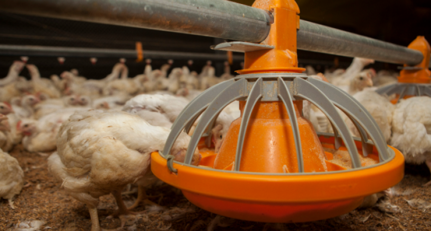 Europa vuelve a abrir sus puertas y reactiva un mercado clave para la avicultura