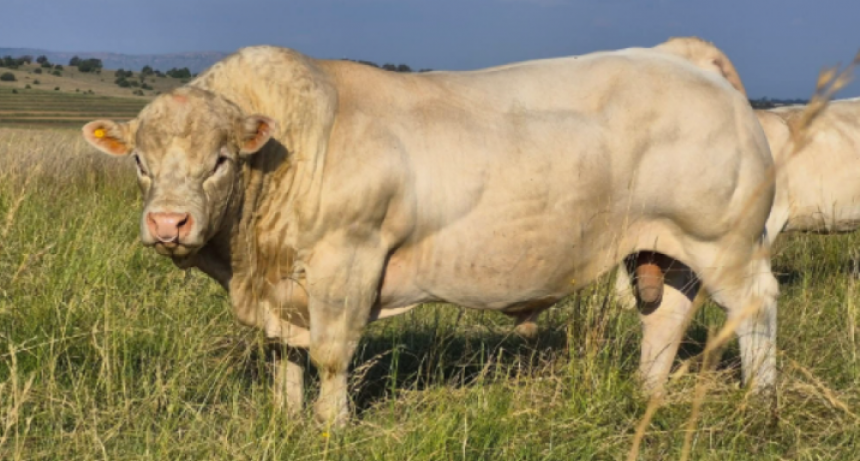 Un toro argentino volvió a lo más alto y se consagró como el mejor del planeta