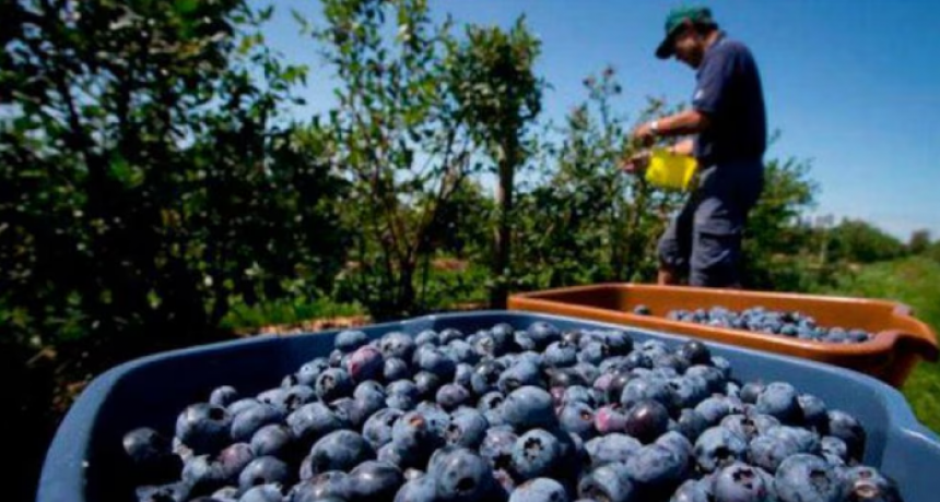 Capitales extranjeros desembarcan en el agro argentino: fuerte apuesta por cultivos premium del interior