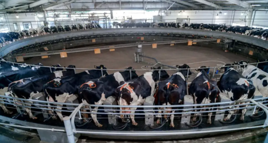 La lechería arranca 2026 en alza histórica: la producción se dispara y queda a un paso de un récord