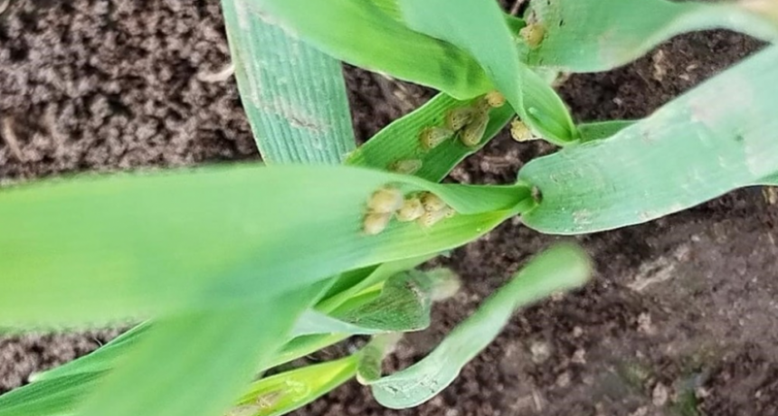 Alivio en el campo: la chicharrita del maíz avanza, pero el riesgo productivo sigue siendo bajo