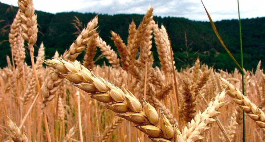 El trigo alcanzó su valor más alto en 14 años: US$ 368,54 la tonelada 