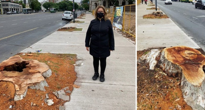  La Defensoría del Pueblo reclamó por la tala de árboles en la avenida Paseo Colón 