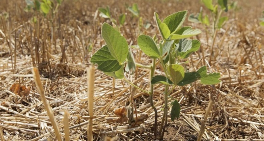 “Las intervenciones en los mercados granarios perjudican la sustentabilidad”