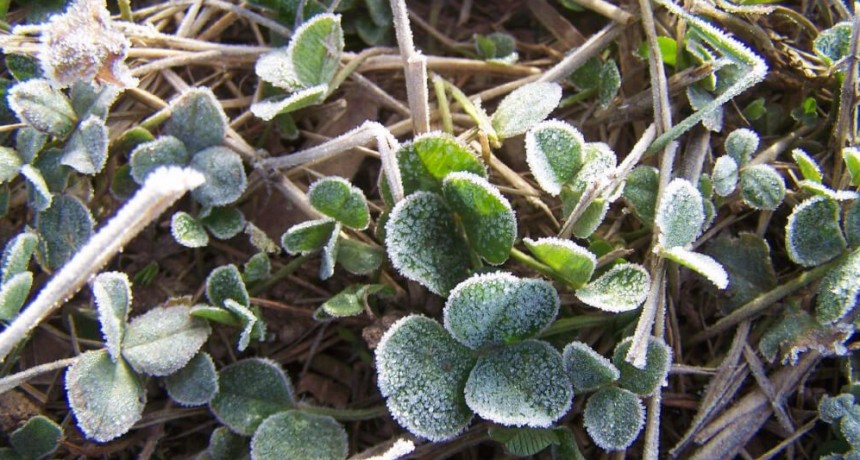 Identifican los genes con los que las plantas resisten al frío