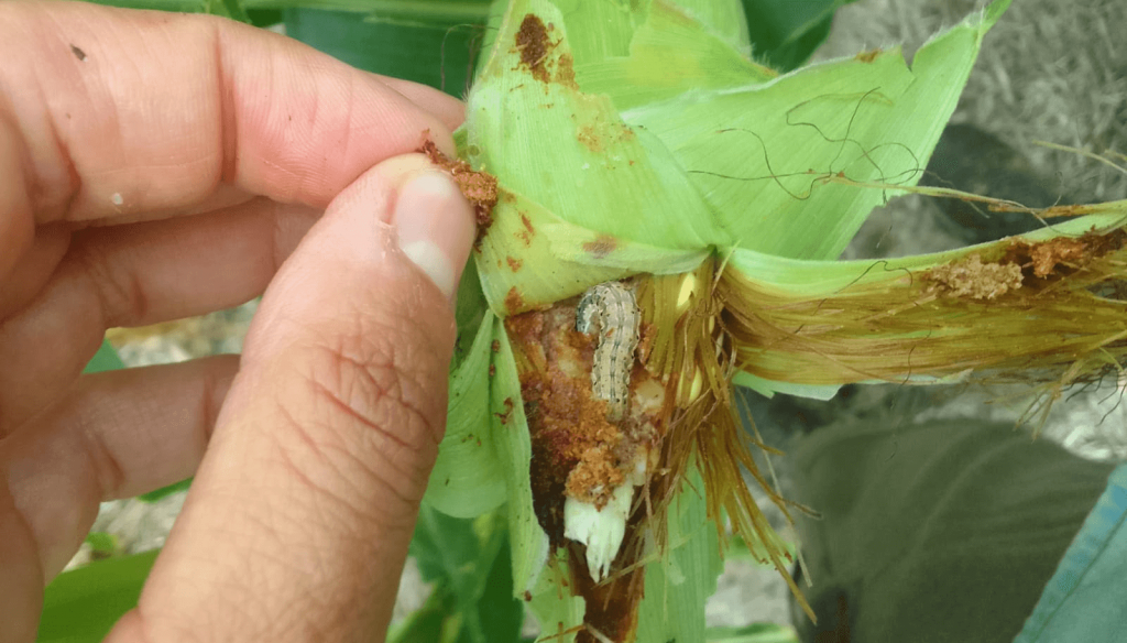 Alerta en el maíz: se multiplican los reportes de oruga de la espiga resistente a híbridos Bt Vip