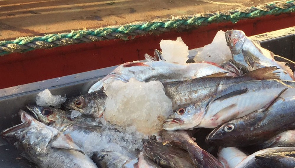 El Gobierno realizó un histórico decomiso de pesca ilegal y aplicó una millonaria multa