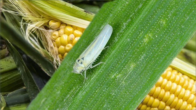 Chicharrita del maíz: diputados piden declarar la emergencia agrícola nacional
