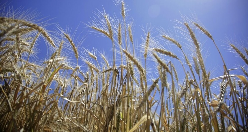 A poco de salir a la cancha, el trigo enfrenta un panorama negativo en los números