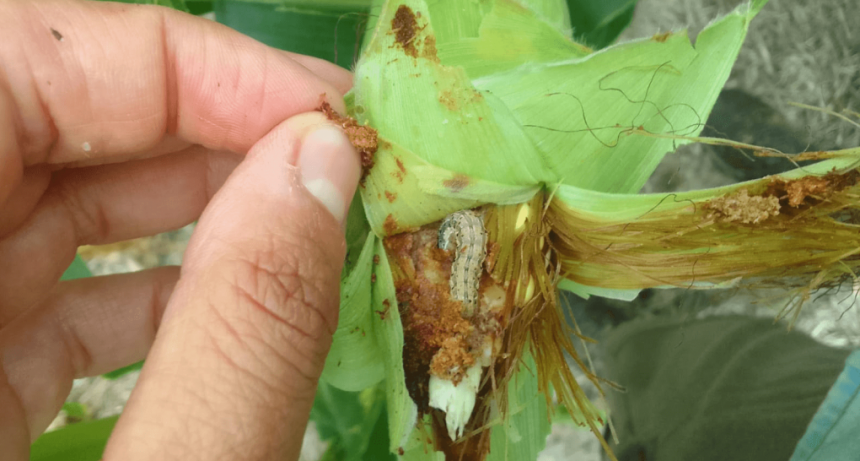 Alerta en el maíz: se multiplican los reportes de oruga de la espiga resistente a híbridos Bt Vip