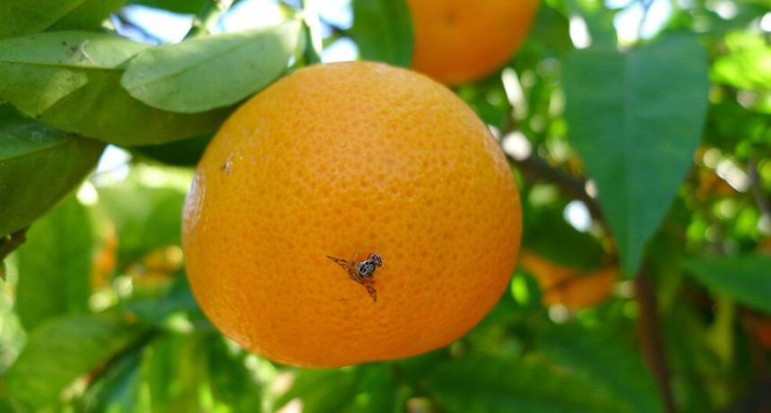 Declaran la alerta fitosanitaria por mosca de los frutos en zonas de Corrientes y Entre Ríos