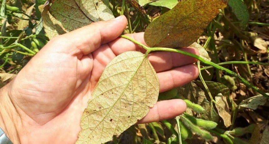 En la soja, cuidado con los trips: recomiendan seguir con los monitoreos hasta el fin de ciclo