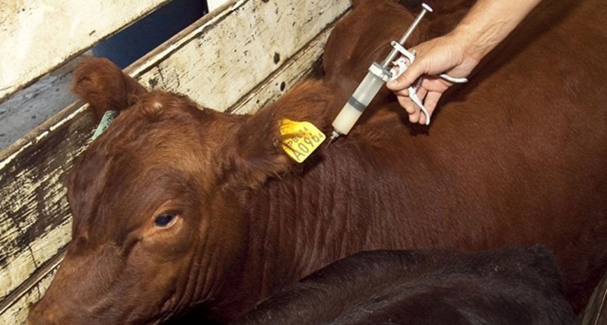 Sanidad en terneros, una pata clave para recuperar los kilos perdidos en la sequía