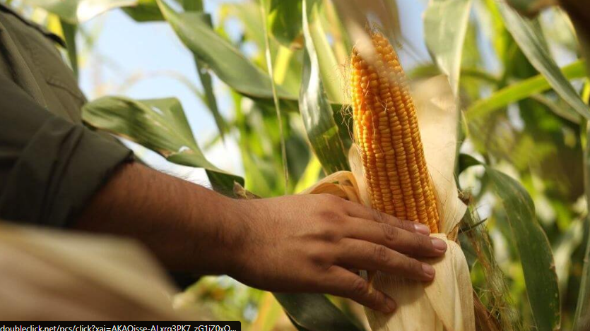 En los valles irrigados de Río Negro, el maíz sigue ampliando su frontera productiva