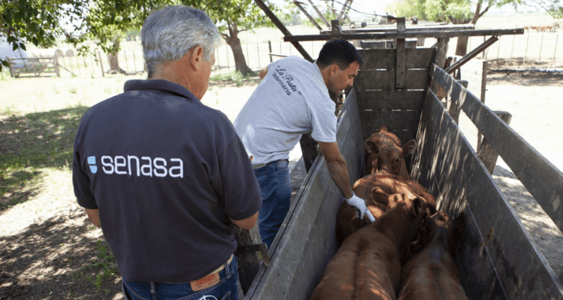 En el inicio de la vacunación antiaftosa, fuertes críticas de CRA: “Un sistema vetusto y sin fundamentos”