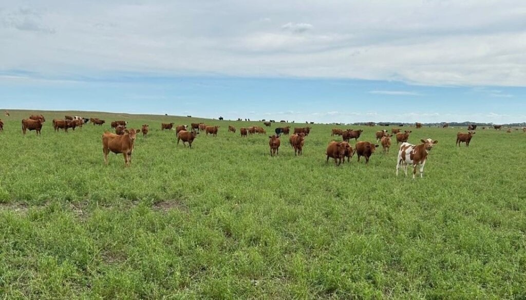 Manejo del agua, malezas y fertilización: claves para no fallar en la siembra de pasturas