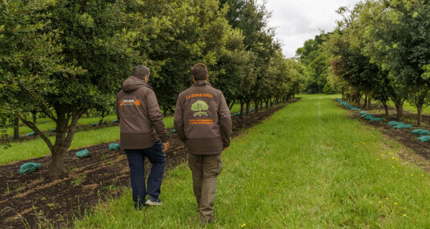 El ABC de las trufas negras: cómo iniciar un proyecto para producirlas en Argentina